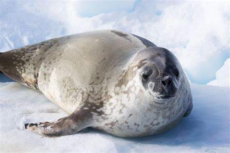 antarctica animals list seals
